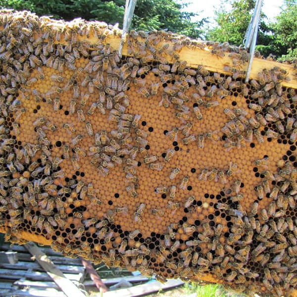 NEA Beekeepers Supply