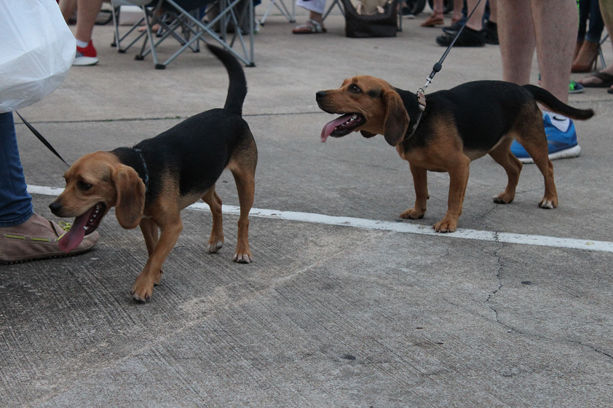 Four-legged friends are welcome at Downtown After Hours